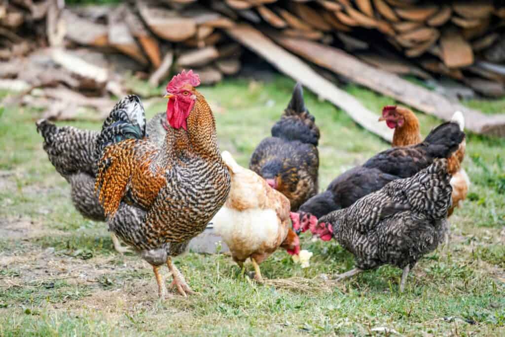 Commercial or Heritage Chicken Breeds?