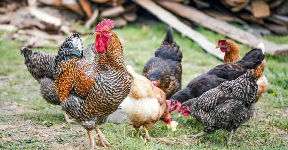 Commercial or Heritage Chicken Breeds?