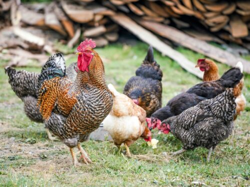 Commercial or Heritage Chicken Breeds?