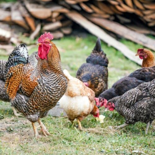 Commercial or Heritage Chicken Breeds?