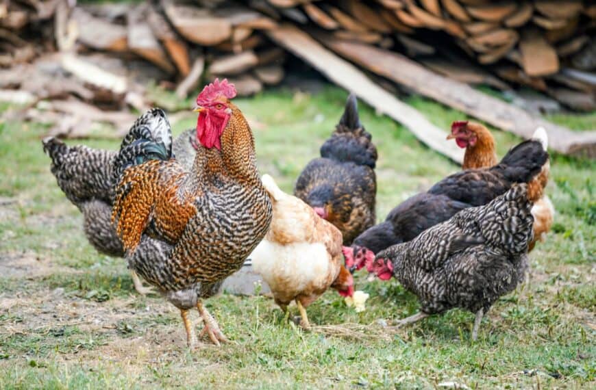 Commercial or Heritage Chicken Breeds?